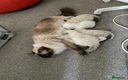 Ragdoll cats for sale: Ragdoll Kittens - Image 14