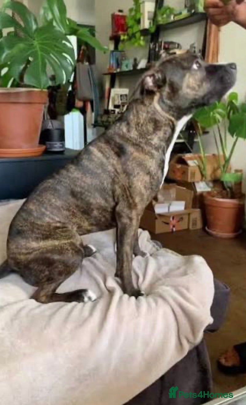 American Bull Staffy dogs Staffy mix female 11 months old  - Advert 1