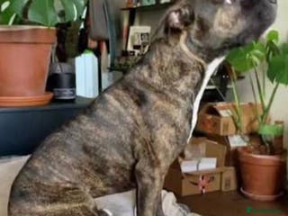 American Bull Staffy dogs Staffy mix female 11 months old - Advert 4