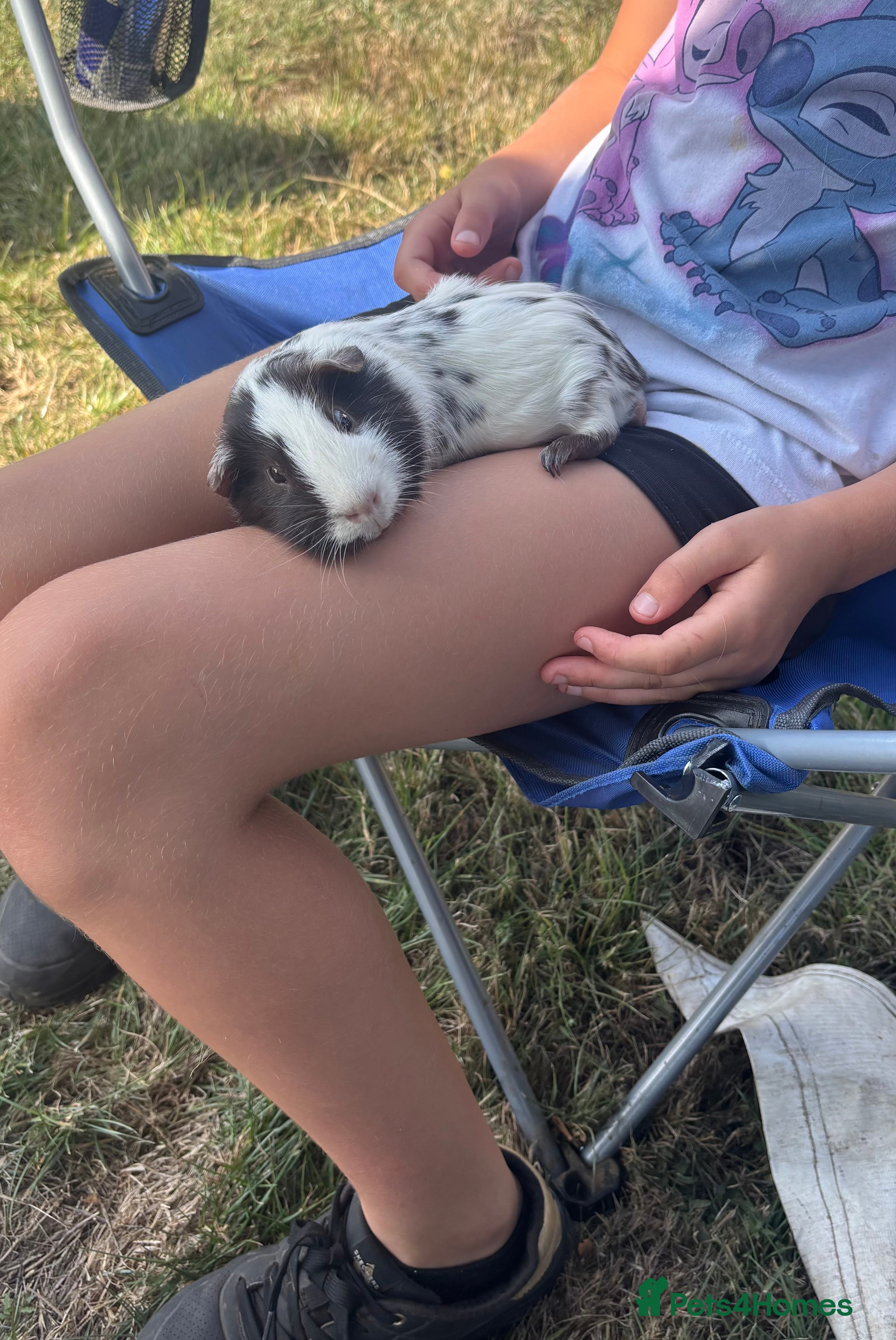 Guinea Pig rodents for sale: Pair of male guinea pigs Dalmatian  - Advert 3