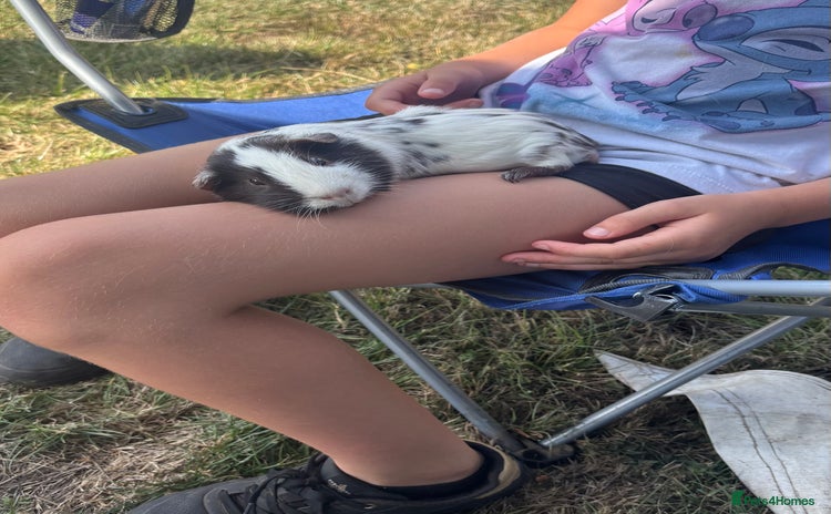 Guinea Pig rodents Pair of male guinea pigs Dalmatian  - Advert 12