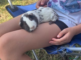 Guinea Pig rodents Pair of male guinea pigs Dalmatian - Advert 16