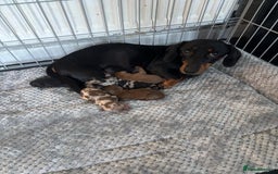 Miniature Dachshund dogs for sale: little purebred mini dachshunds pups - Image 8