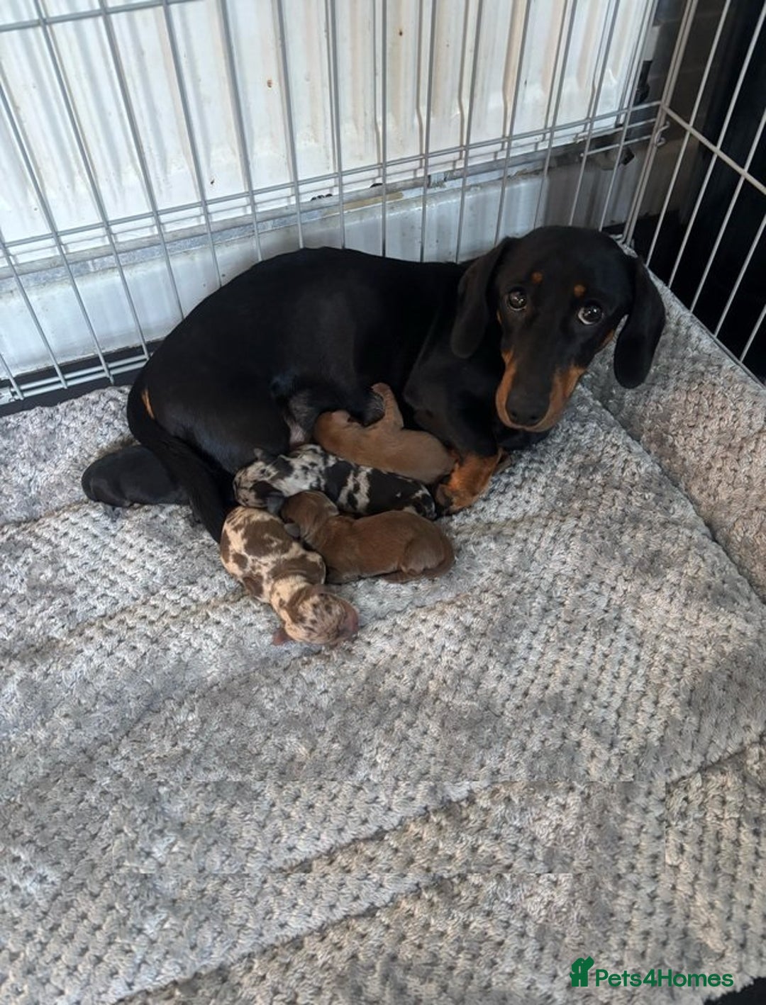 Miniature Dachshund dogs for sale: little purebred mini dachshunds pups - Image 8