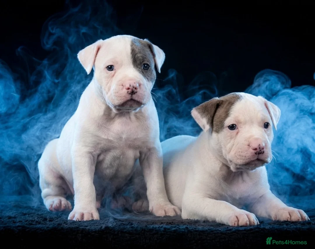 American Bulldog dogs for sale: American bull baby’s in Knottingley - Advert 2