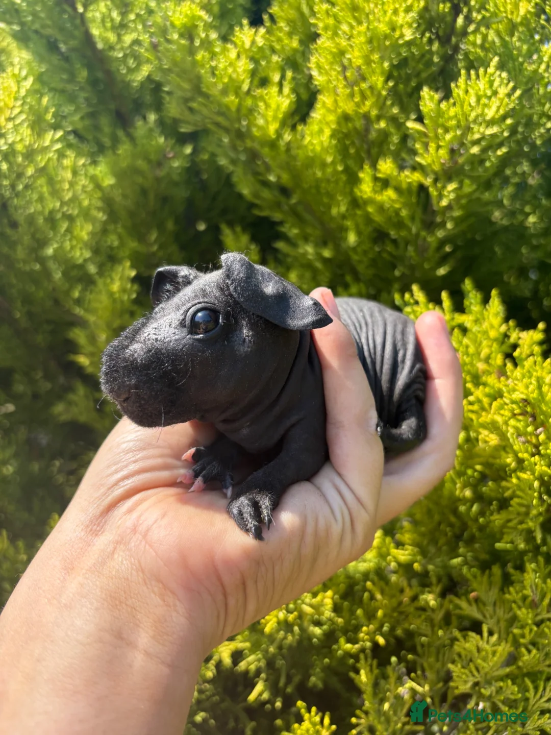 Guinea Pig rodents for sale: Only 4 left skinny pigs for sale 🩵boys  - Advert 1
