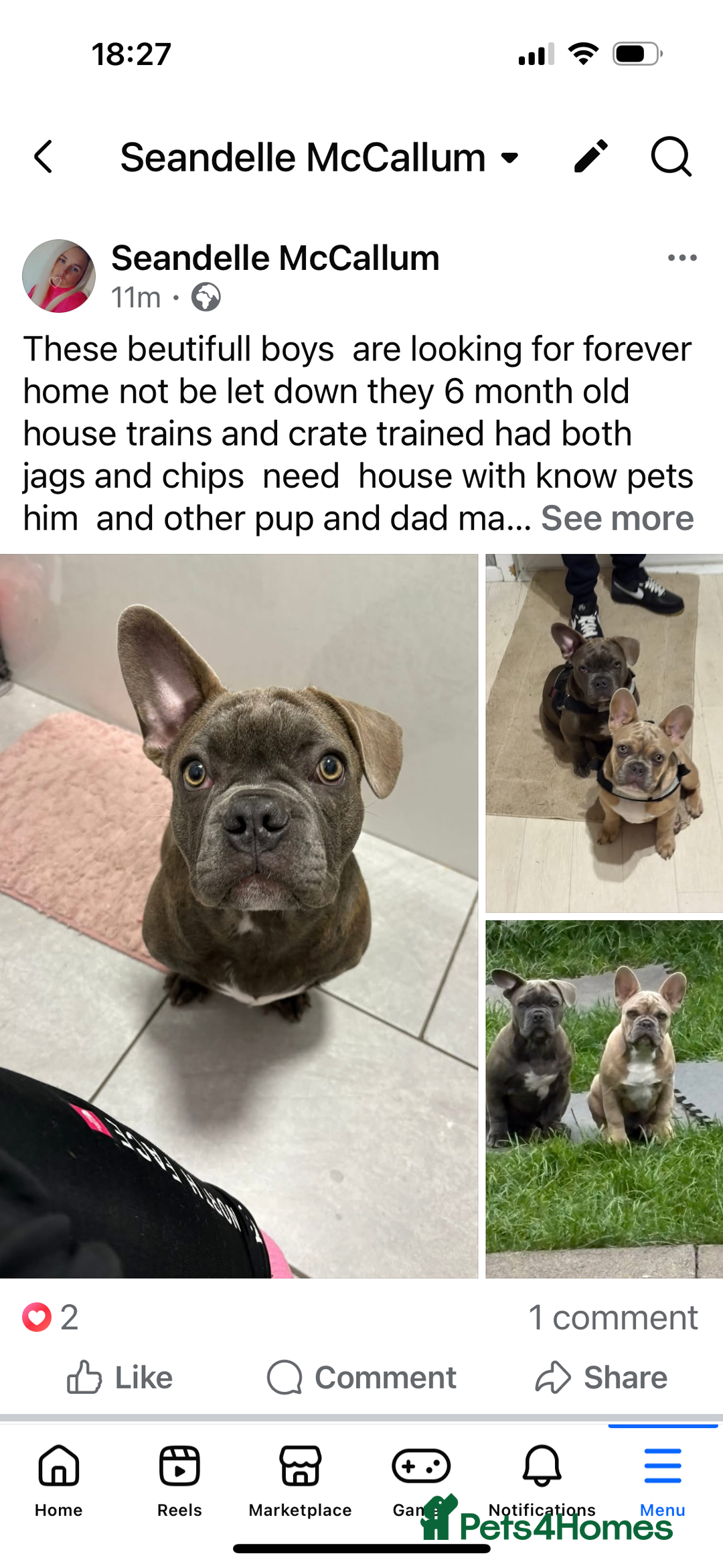 French Bulldog dogs for sale: 2 French bulldog  - Advert 2