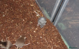 Mouse rodents for sale: Mixture of Fancy Mice For Sale  - Image 13