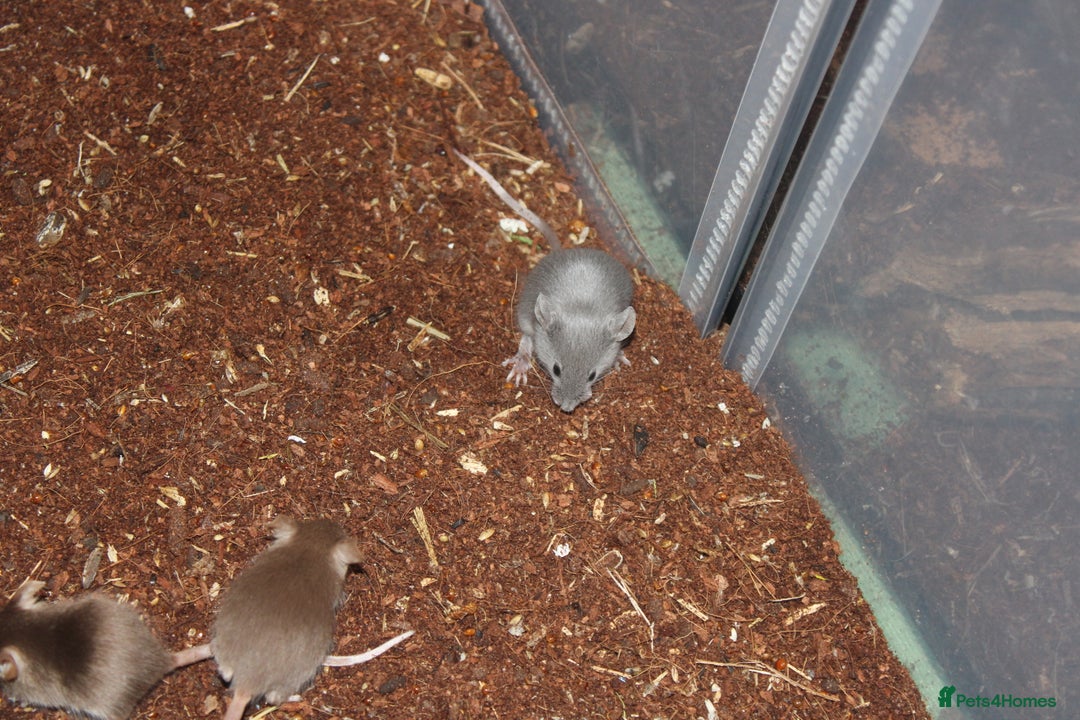 Mouse rodents for sale: Mixture of Fancy Mice For Sale  - Image 13