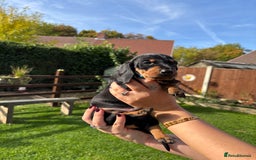 Dachshund dogs for sale: Kc standard Black and Tan dachshunds - Image 13