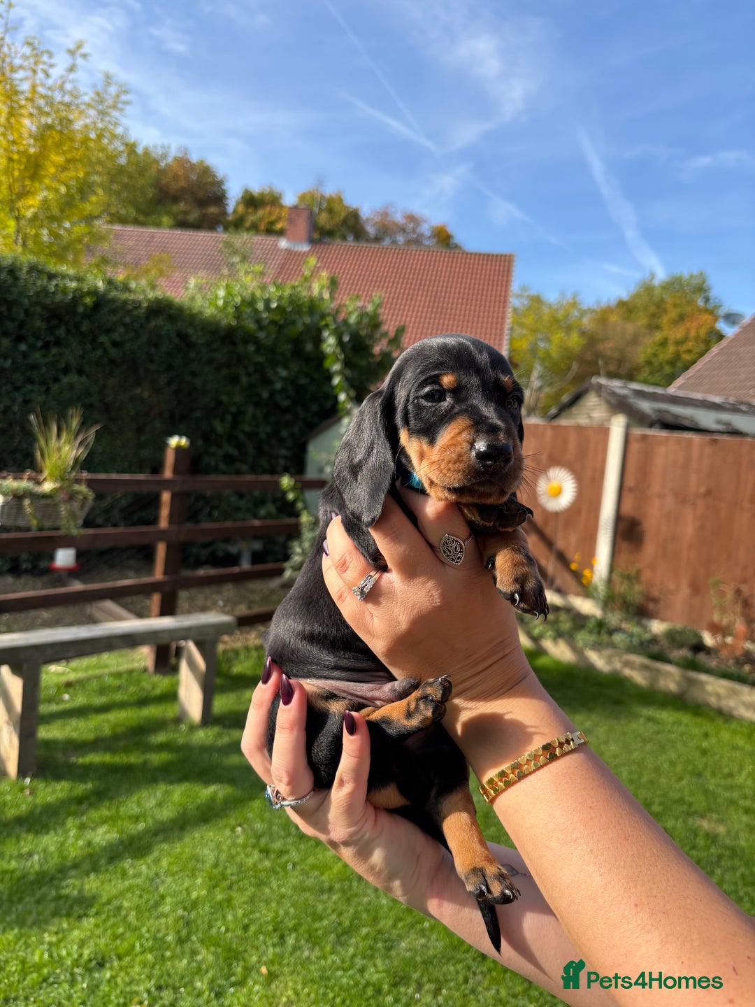 Dachshund dogs for sale: Kc standard Black and Tan dachshunds - Image 13