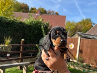 Dachshund dogs - Advert 8