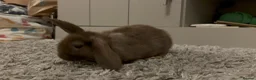 Mini Lop rabbits for sale: Beautiful mini lops for sale - Advert 10