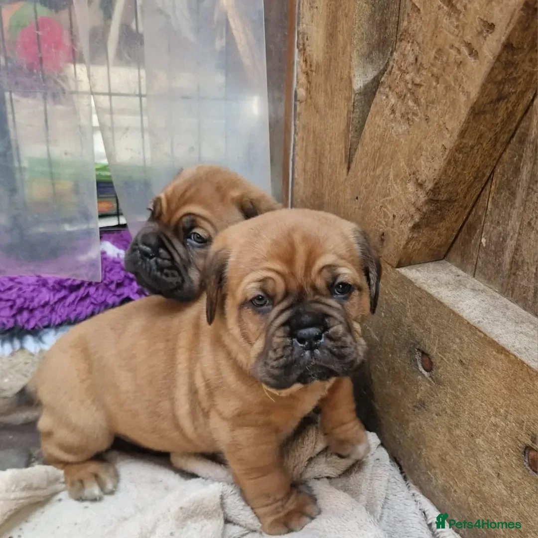 Dogue De Bordeaux dogs for sale: Dogue de Bordeaux puppies  - Advert 8
