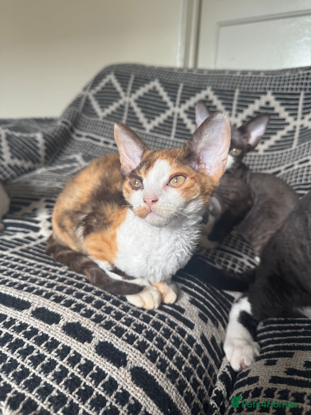 Devon Rex cats for sale: 1 girl left Devon Rex Kittens – Exceptional Type  in Stamford - Image 21
