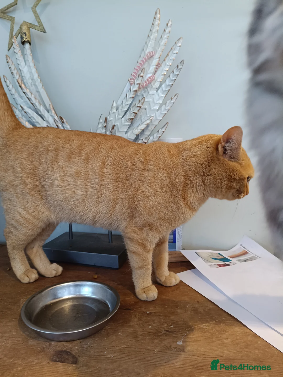 Mixed Breed cats for sale: 5* star home wanted!! - Advert 2