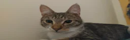 Domestic Shorthair cats for sale: Ozzy male neutered cat  - Advert 4
