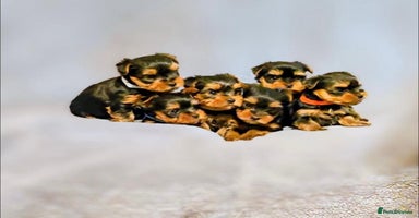 Yorkshire Terrier dogs - Advert 1