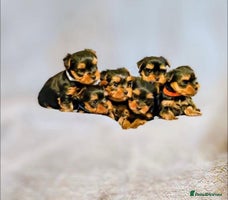 Yorkshire Terrier dogs - Advert 1