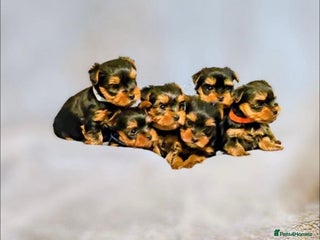 Yorkshire Terrier dogs - Advert 28