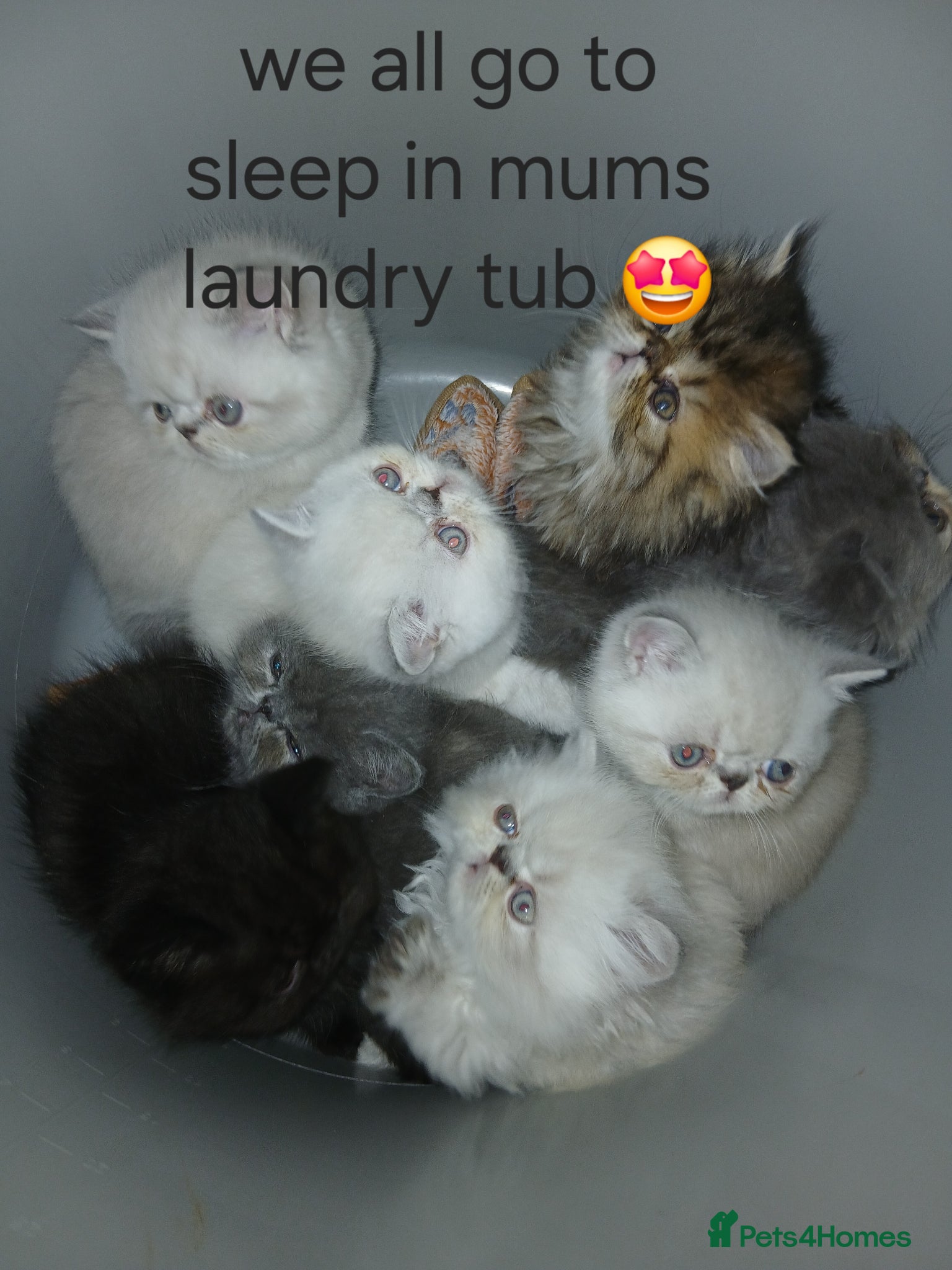 Persian cats Stunning Persian Exotics long haired and short - Advert 7