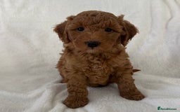 Goldendoodle dogs for sale: Beautiful litter of Goldendoodles  - Image 31