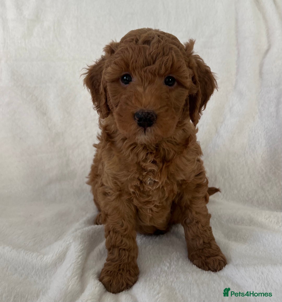 Goldendoodle dogs for sale: Beautiful litter of Goldendoodles  - Image 31