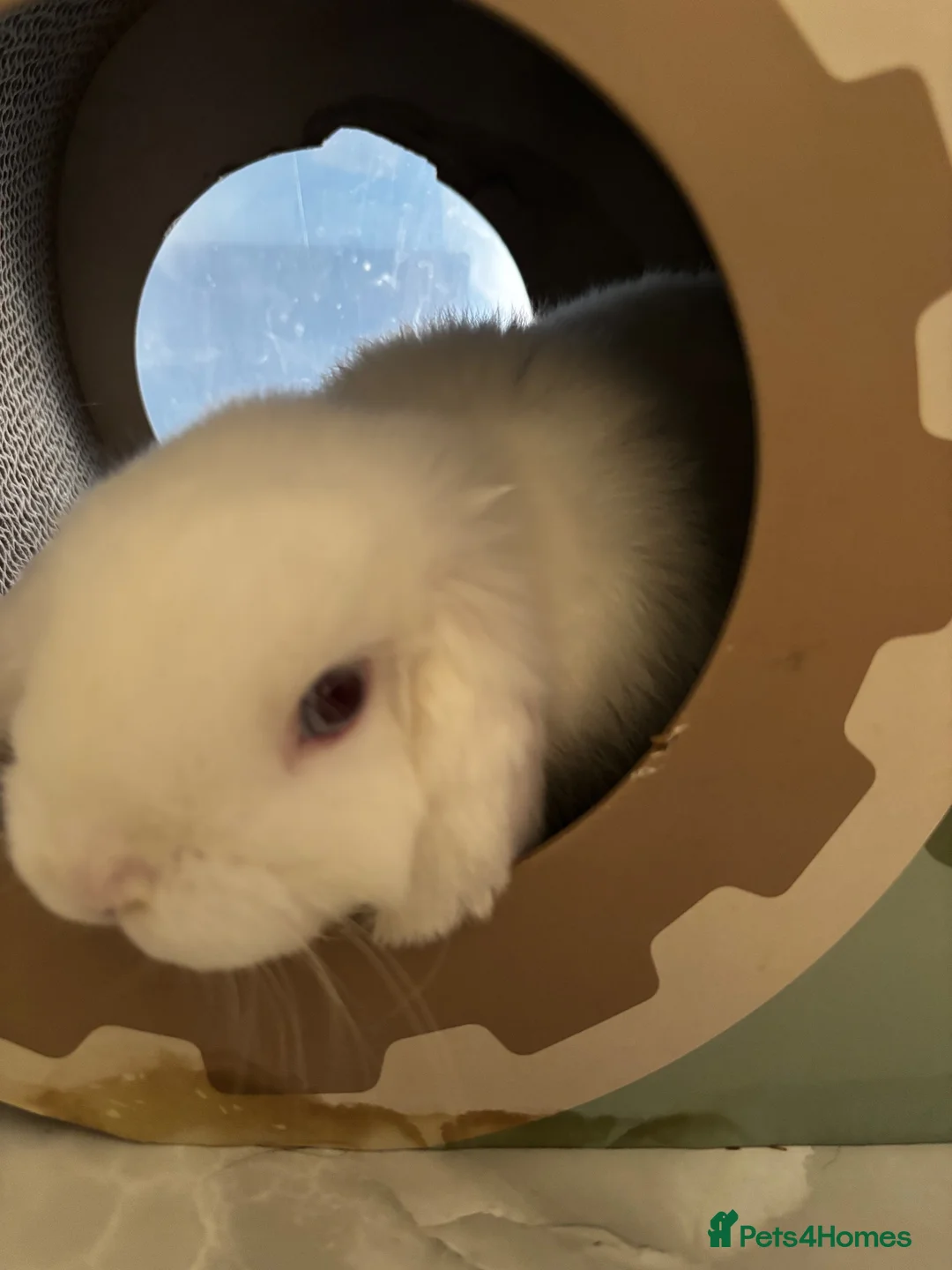 Mini Lop rabbits for sale: Björn Looking For His Forever Home in Bolton - Advert 8