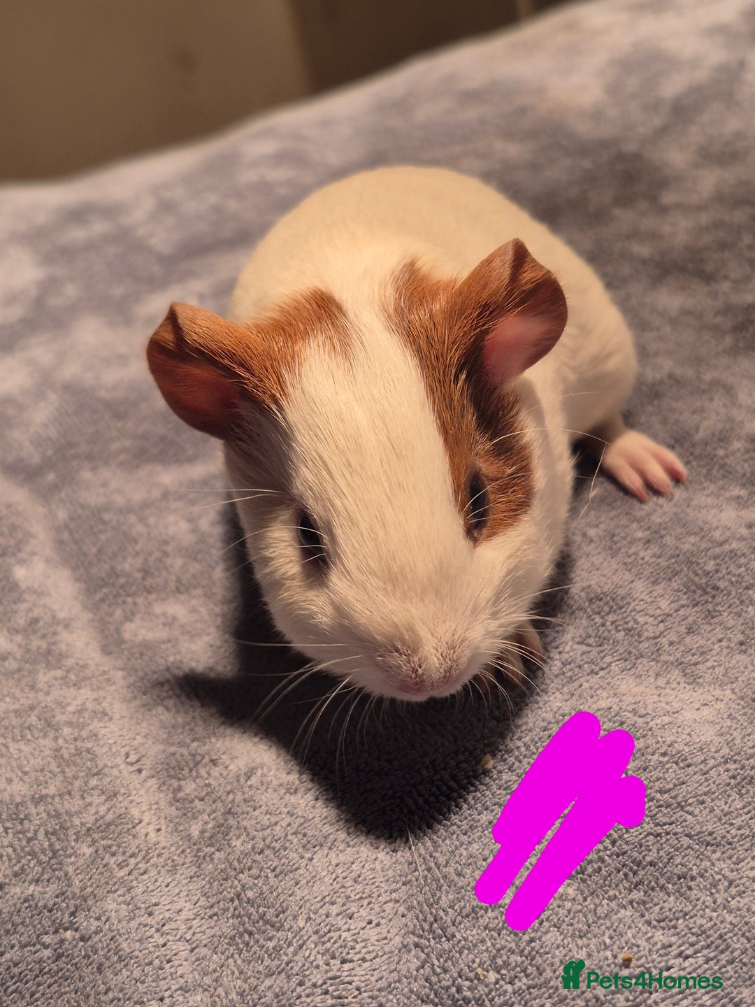 Guinea Pig rodents for sale: Mixed piggies for sale  - Advert 5