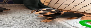 Jackshund 4