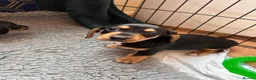 Jackshund dogs for sale: Stunning litter of jackshounds  in Cambridge - Advert 10