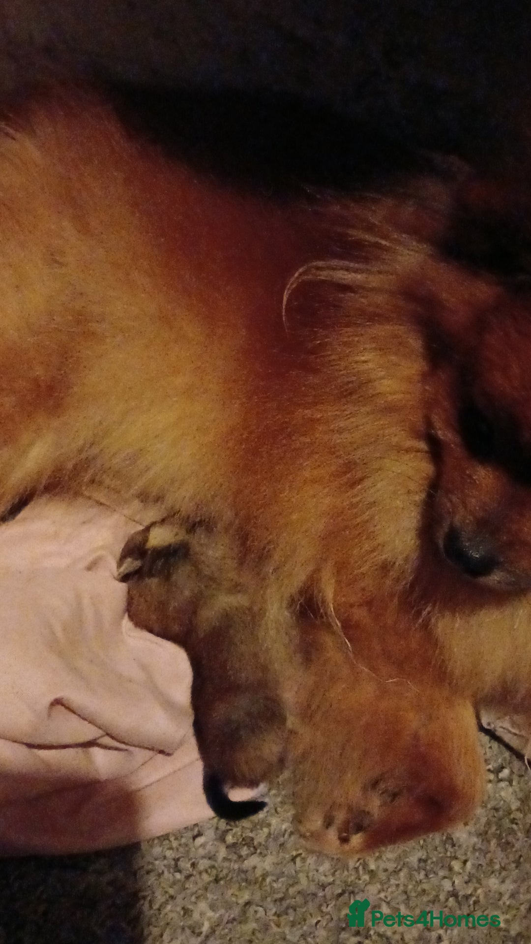 Pomeranian dogs for sale: Male pomerian  - Advert 8