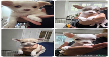 Chihuahua dogs - Advert 9