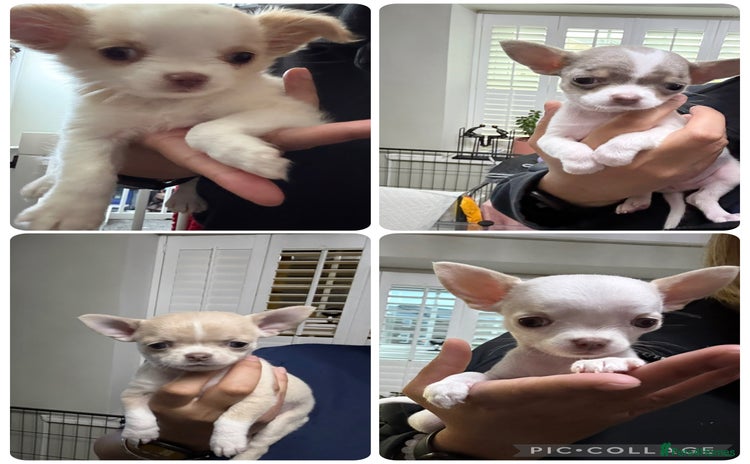 Chihuahua dogs - Advert 12