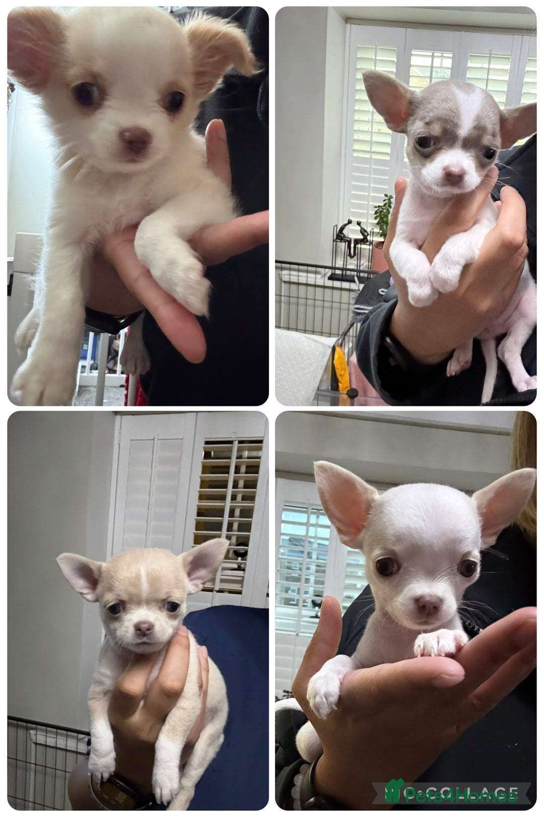 Chihuahua dogs for sale: Exquisite KC Registered Apple Chihuahua Puppies 💖 - Image 1