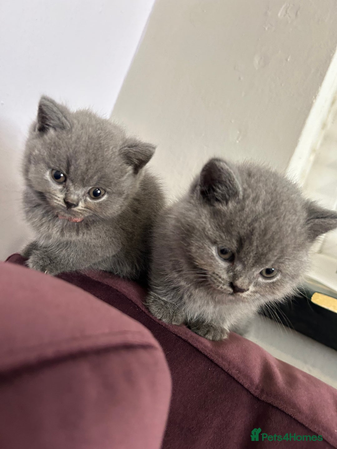 British Shorthair cats for sale: pedigree GCCF kittens available in 2 weeks time! - Image 33