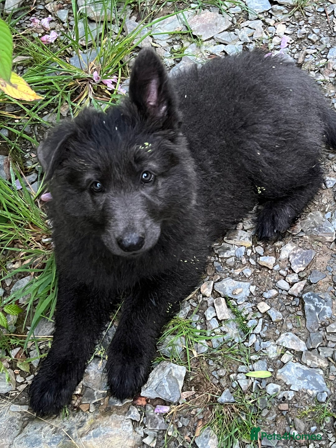 German Shepherd dogs for stud: Old-fashioned type German Shephed Stud Boy  - Image 11