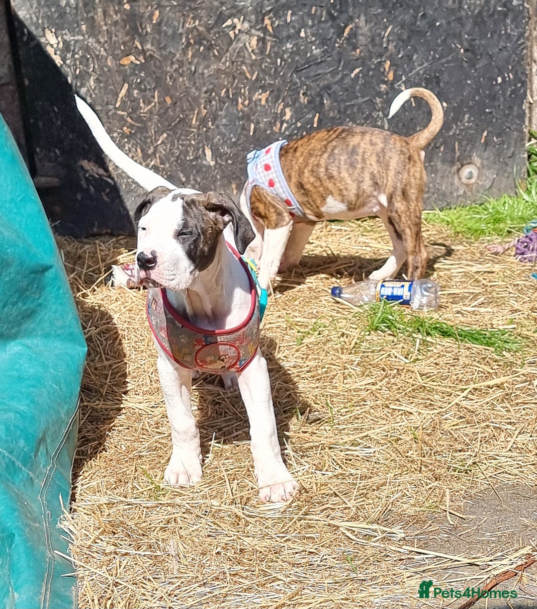 American Bulldog dogs for sale: American bulldog puppies  - Image 4