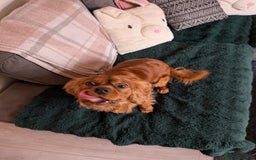 Cavalier King Charles Spaniel dogs for sale: Beautiful Cavalier Boy Reluctant Rehome - Image 11
