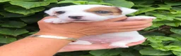 Parson Russell dogs for sale: Parson Russell Terrier Pups in Grantham - Advert 5