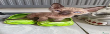 Mixed Breed 1