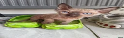 Mixed Breed cats for sale: Stunning sphynx x ragdoll kittens  - Advert 40