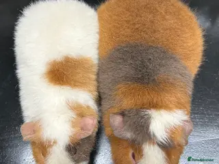 Guinea Pig rodents STILL AVAILABLE Gorgeous Pair of Teddy Boars Slate - Advert 23