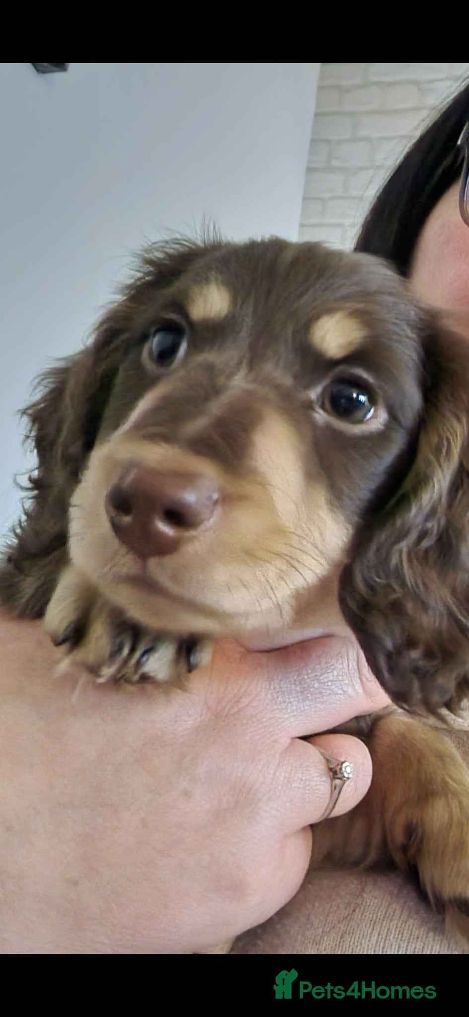 Dachshund dogs Miniature long haired dachshund pup - Advert 1