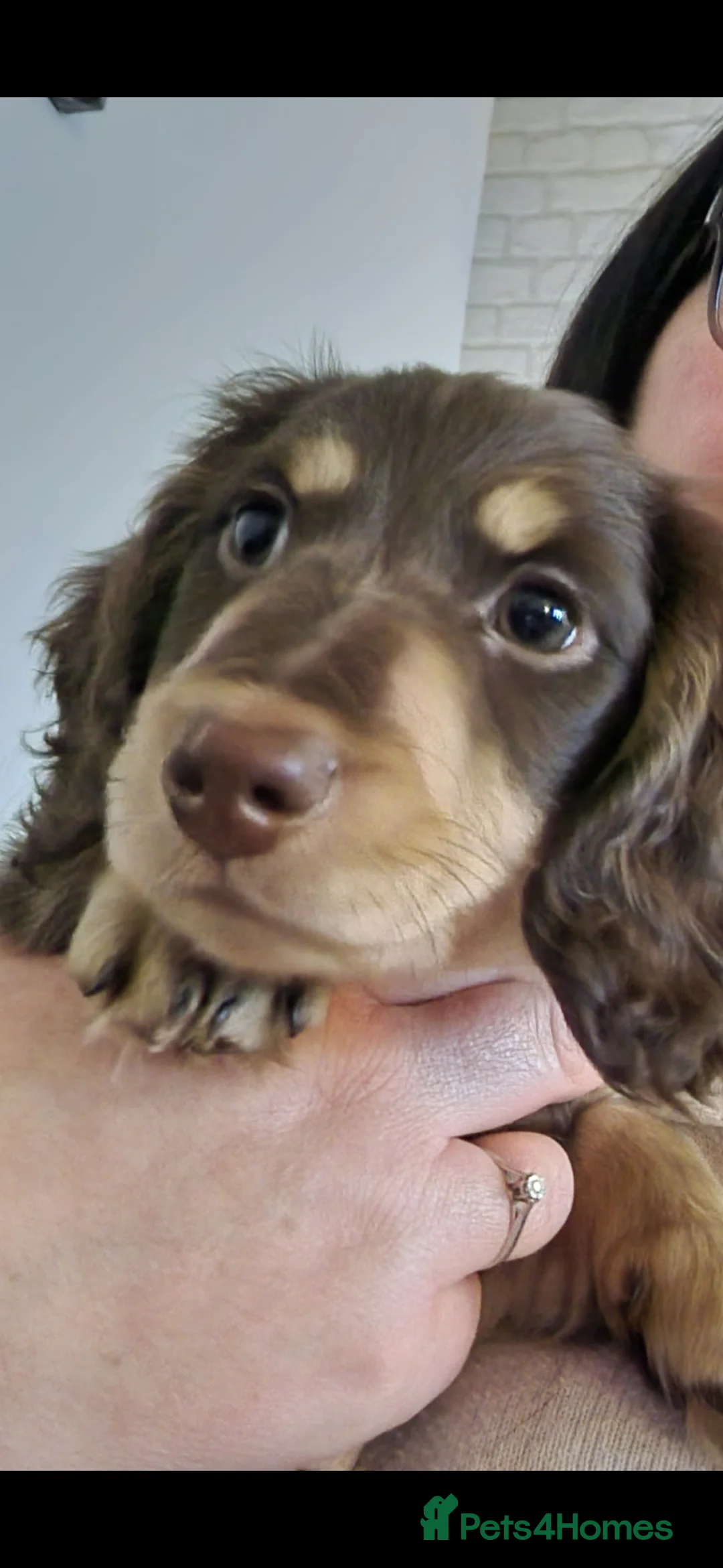 Dachshund dogs for sale: Miniature long haired dachshund pup - Advert 1