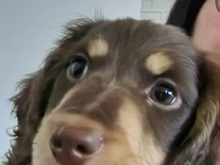 Dachshund dogs Miniature long haired dachshund pup - Advert 1