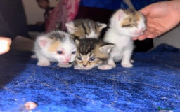 Mixed Breed cats for sale: BEAUTIFUL KITTENS  - Advert 11