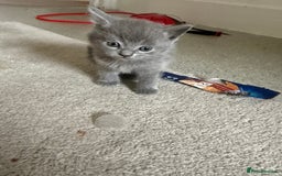 British Shorthair cats for sale: British Shorthair Kittens, 5 weeks free Insurance - Image 12