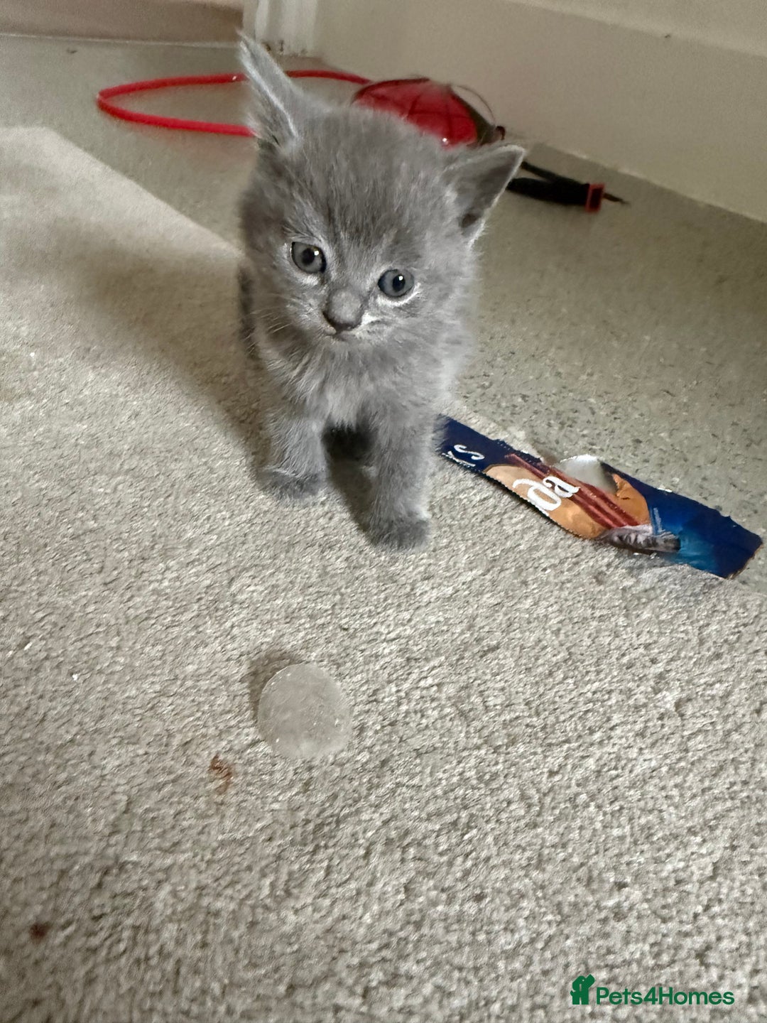 British Shorthair cats for sale: British Shorthair Kittens, 5 weeks free Insurance - Image 12