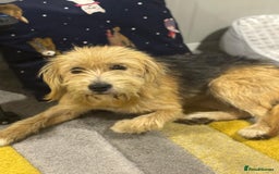 Yorkshire Terrier dogs for adoption: Sweet Daisy looking for LOVE  - Image 19
